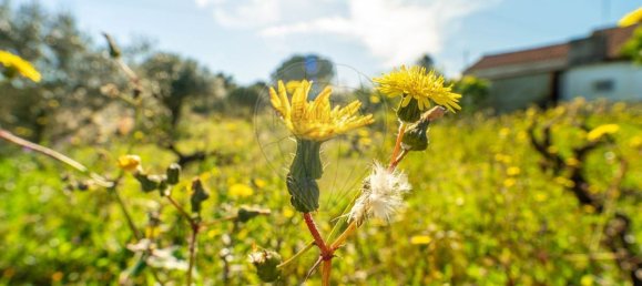 2 bedrooms House in Tomar, Portugal No. 178915 6