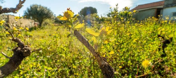 2 bedrooms House in Tomar, Portugal No. 178915 7
