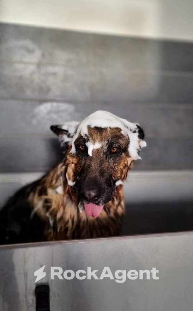 2-Zimmer Gewerbliche Immobilie in Vigodarzere, Italy, Nr. 318637