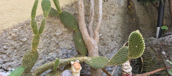 Квартира с 3 спальнями в Савона, Италия № 311034 24