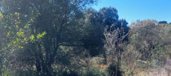  قطعة أرض في Pedara, Italy 1180متر مربع رقم 328034 4