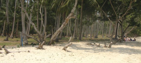 700m² Commercial property in Phuket, Thailand No. 8627 3