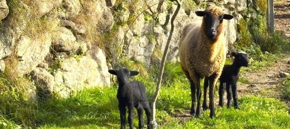 3 bedrooms House in Arcos de Valdevez, Portugal No. 174862 16