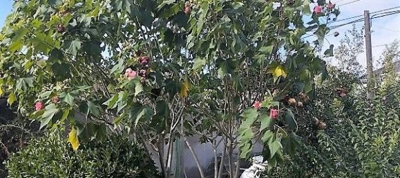 Дом с 4 спальнями в Сураханский район, Азербайджан № 11 3