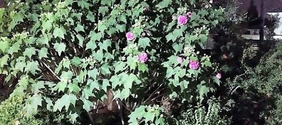 Дом с 4 спальнями в Сураханский район, Азербайджан № 11 7