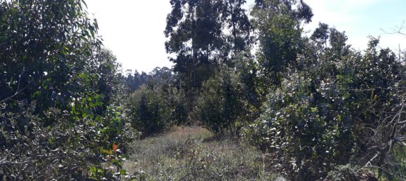  قطعة أرض في Aveiro, Portugal رقم 167951 5