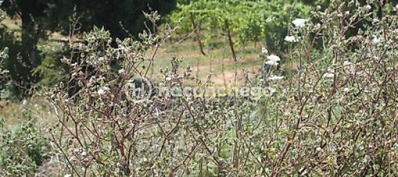  قطعة أرض في Barcelos, Portugal 561متر مربع رقم 34597 2