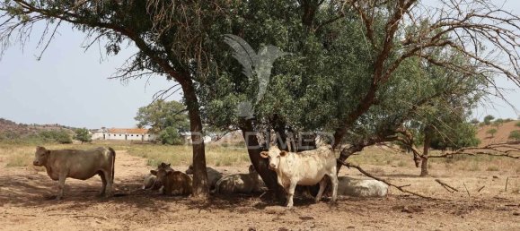 3568380m² Land in Azinhal, Portugal No. 135533 15