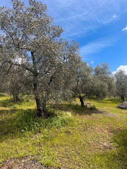 Grundstück in Andalusia, Spain 50000m², Nr. 268384