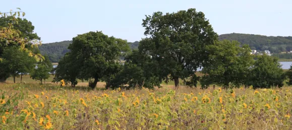  Land in Vorpommern-Rugen, Germany No. 147098 4