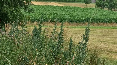 Casa de 3 habitaciónes en Kohfidisch, Austria No. 198668