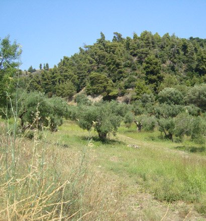 Hotel em Chalkidiki, Greece 16500 m² N.º 8162