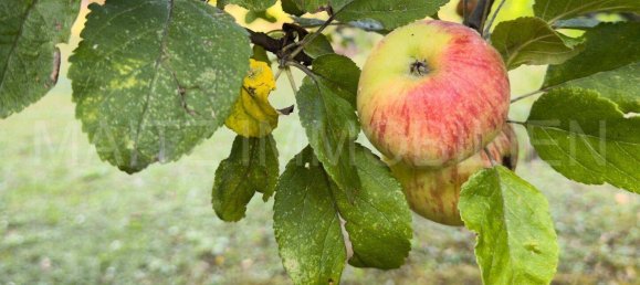 Дом с 3 комнатами в Вена, Австрия № 239212 11