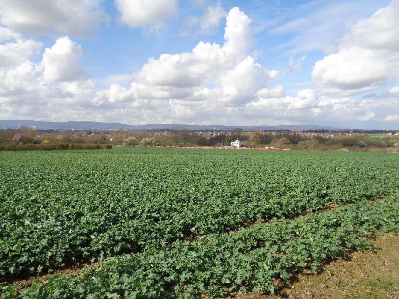 Moradia em banda de 6 divisões em Frankfurt am Main, Germany N.º 236032