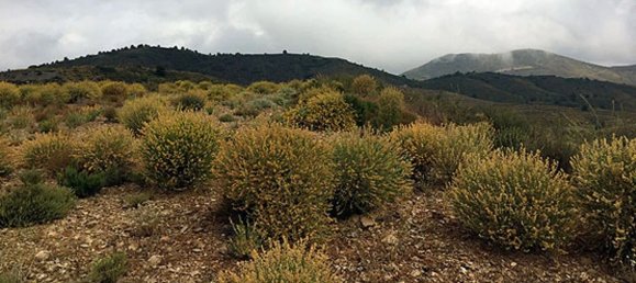  قطعة أرض في Lorca, Spain 42108متر مربع رقم 166231 3