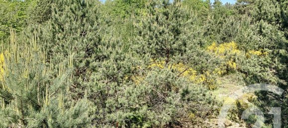 Terreno en Nouan-le-Fuzelier, France 474003 m² No. 38641 7