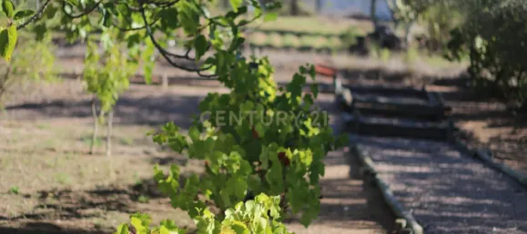 4 غرف نوم منزل في Brotas, Portugal رقم 125693 28