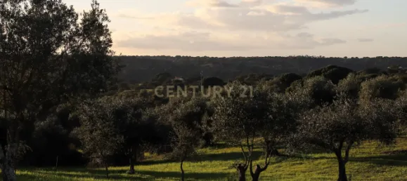 4 غرف نوم منزل في Brotas, Portugal رقم 125693 25