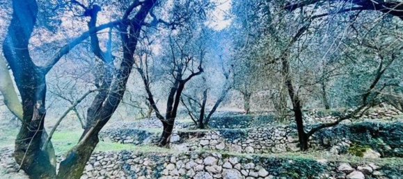 4500m² Land in Arco, Italy No. 89542 4