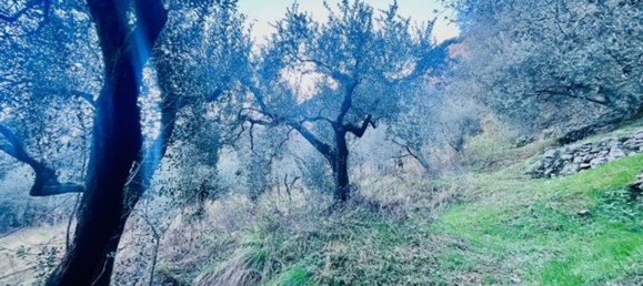 4500m² Land in Arco, Italy No. 89542 6