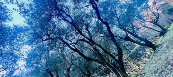 4500m² Land in Arco, Italy No. 89542 14