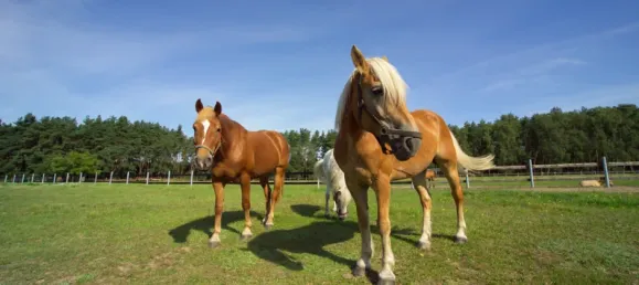 Casa de 2 dormitorios en Mecklenburgische Seenplatte, Germany No. 150556 25
