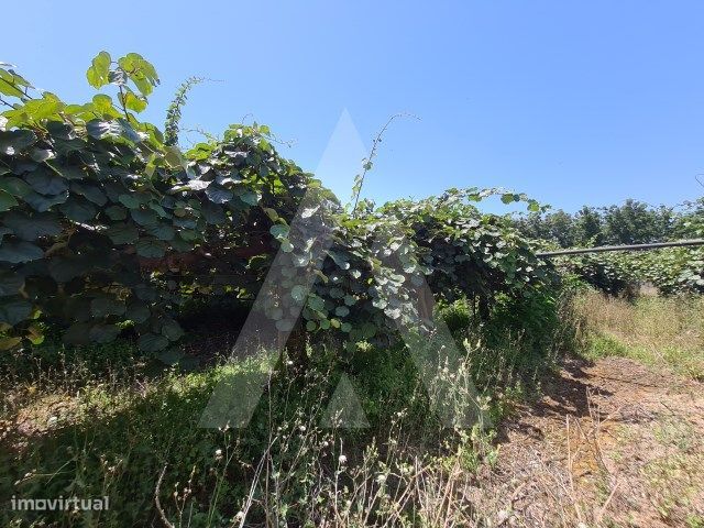 Terreno em Oliveira do Bairro, Portugal 1490 m² N.º 87885