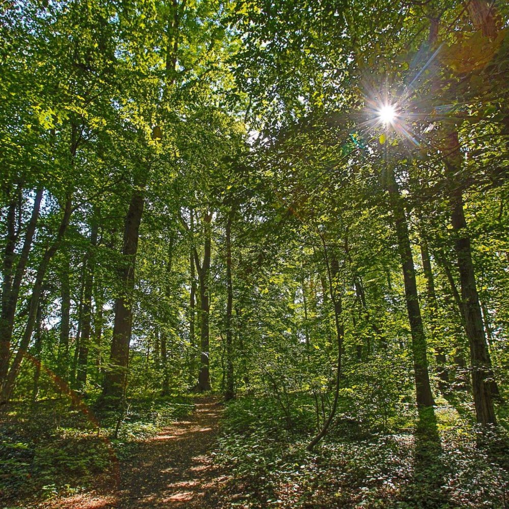  Land in Rhein-Sieg, Germany No. 186043