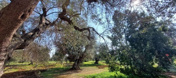 6 rooms Land in Carovigno, Italy No. 153686 17