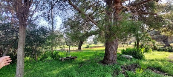 6 rooms Land in Carovigno, Italy No. 153686 22