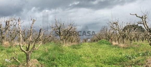 7280m² Land in Torres Vedras, Portugal No. 157212 9