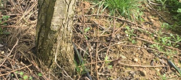 7280m² Land in Torres Vedras, Portugal No. 157212 8