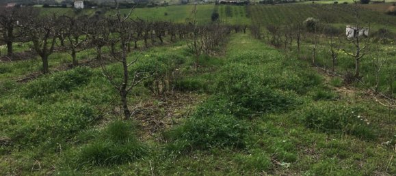 7280m² Land in Torres Vedras, Portugal No. 157212 20