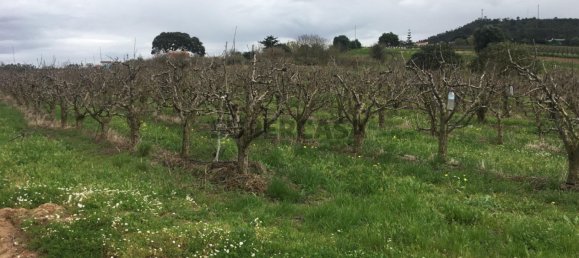 7280m² Land in Torres Vedras, Portugal No. 157212 16