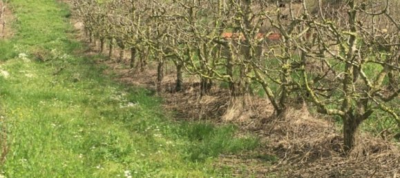 7280m² Land in Torres Vedras, Portugal No. 157212 6