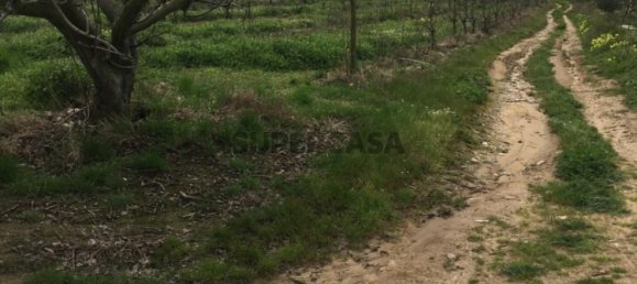 7280m² Land in Torres Vedras, Portugal No. 157212 17