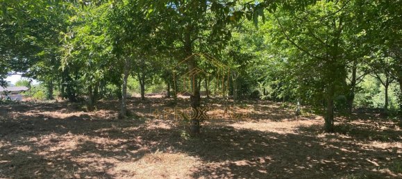 5000m² Land in Anadia, Portugal No. 79656 12