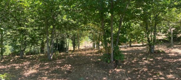 5000m² Land in Anadia, Portugal No. 79656 14