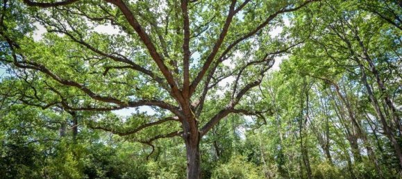 3 Schlafzimmer Wohnung in Azille, France, Nr. 1889 16