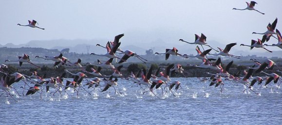 Apartamento de 2 dormitorios en Gran Alacant, Spain No. 3626 24