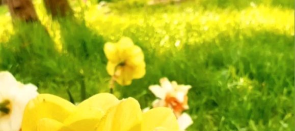 Земельный участок в Розенталь, Германия № 337931 5