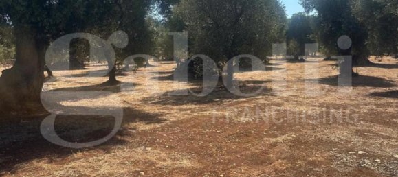 Grundstück in Ostuni, Italy 6500m², Nr. 344707 9