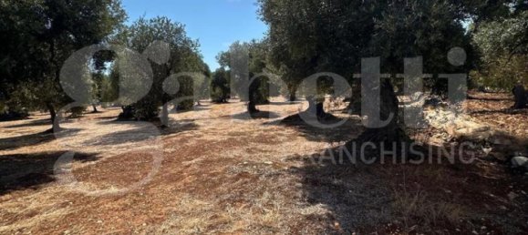 Grundstück in Ostuni, Italy 6500m², Nr. 344707 11
