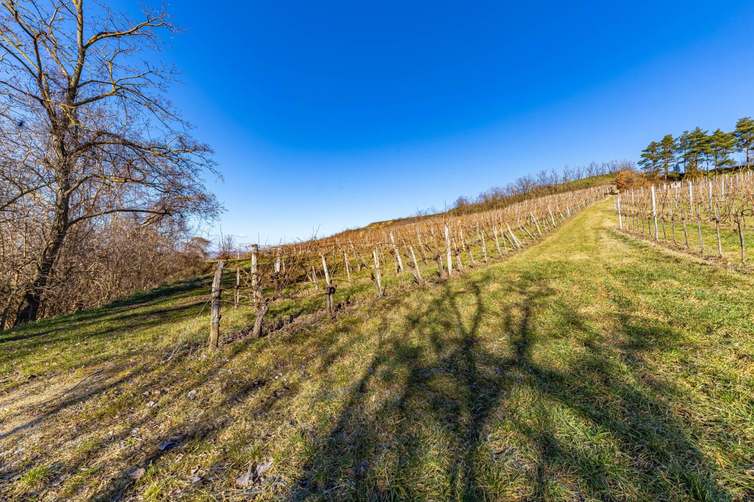  Land in Ziersdorf, Austria No. 132527