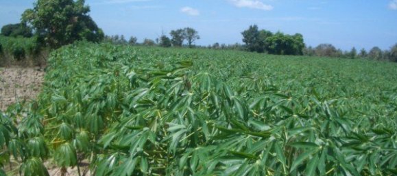  Commercial property in Pattaya, Thailand No. 86 13