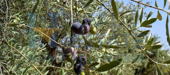 2 bedrooms Villa in Noto, Italy No. 134049 44