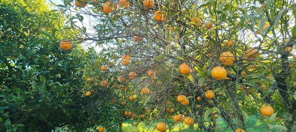 4 bedrooms House in Torres Novas, Portugal No. 21931 41