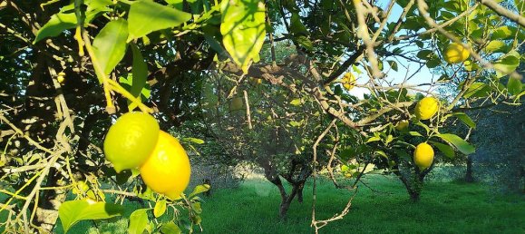 4 bedrooms House in Torres Novas, Portugal No. 21931 11