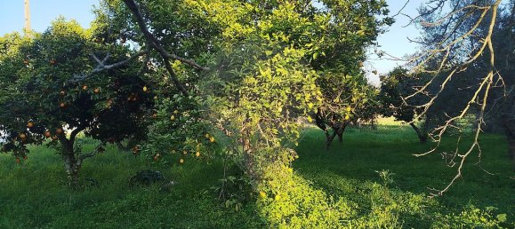 4 bedrooms House in Torres Novas, Portugal No. 21931 43