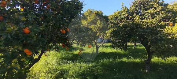 4 bedrooms House in Torres Novas, Portugal No. 21931 9